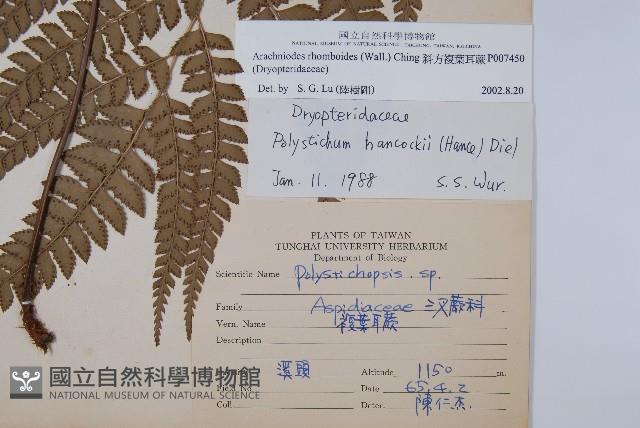 斜方複葉耳蕨藏品圖，第2張