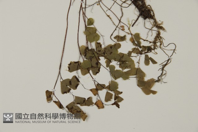 深山鐵線蕨、月芽鐵線蕨藏品圖，第3張