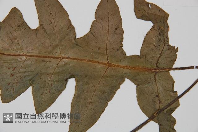 網脈雙蓋蕨藏品圖，第3張