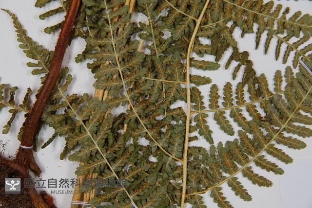 姬蕨藏品圖，第6張