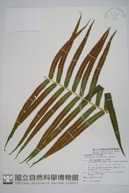 大葉毛蕨藏品圖，第3張