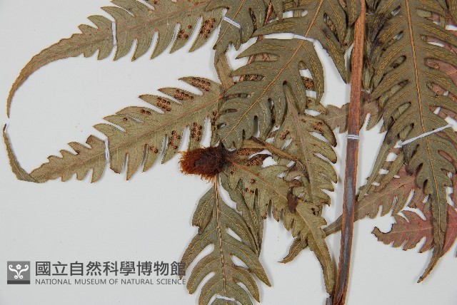 生芽狗脊蕨、頂芽狗脊蕨藏品圖，第3張