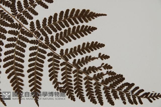白鱗肋毛蕨藏品圖，第3張