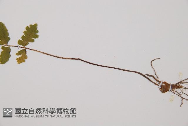 東洋蹄蓋蕨藏品圖，第3張