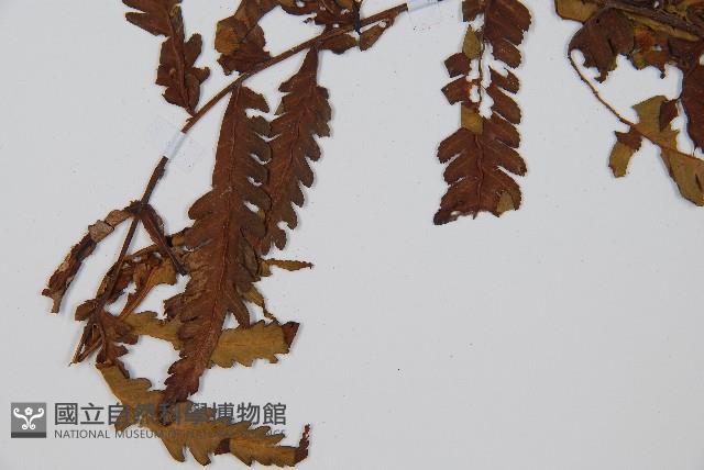 大葉黑桫欏藏品圖，第3張