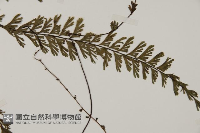 鞭葉鐵線蕨藏品圖，第3張
