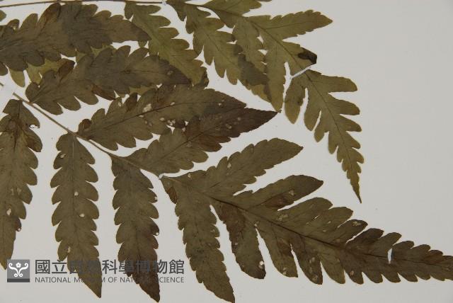 薄葉擬肋毛蕨藏品圖，第3張
