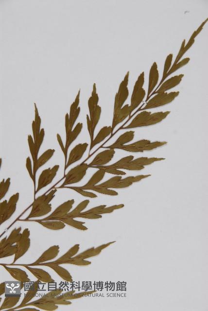 大黑柄鐵角蕨、黃鱗鐵角蕨、大羽鐵角蕨藏品圖，第3張