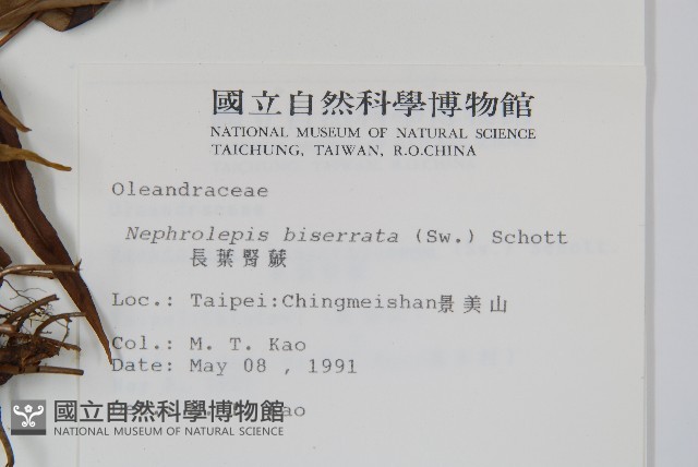 長葉腎蕨藏品圖，第2張