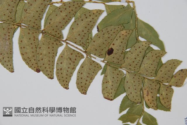 鐮羽貫眾藏品圖，第3張