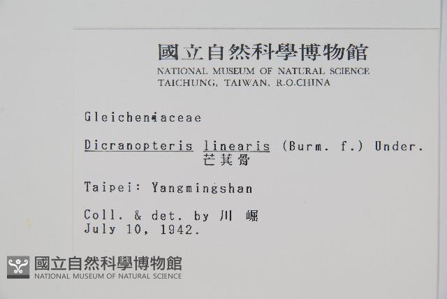 芒萁藏品圖，第2張