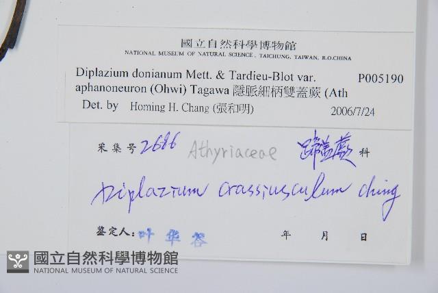 隱脈細柄雙蓋蕨藏品圖，第3張