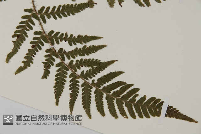 愛德氏肋毛蕨藏品圖，第3張