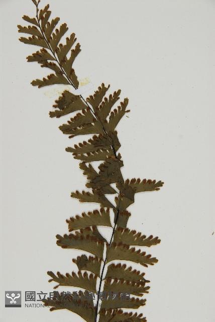 薄葉孔雀鐵角蕨、邊孢鐵角蕨藏品圖，第3張