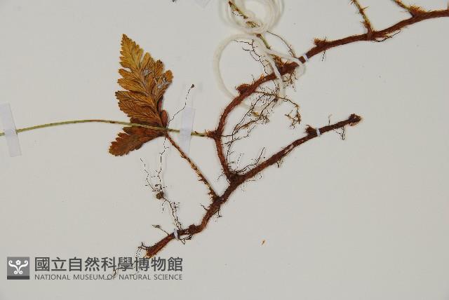熱帶陰石蕨藏品圖，第3張