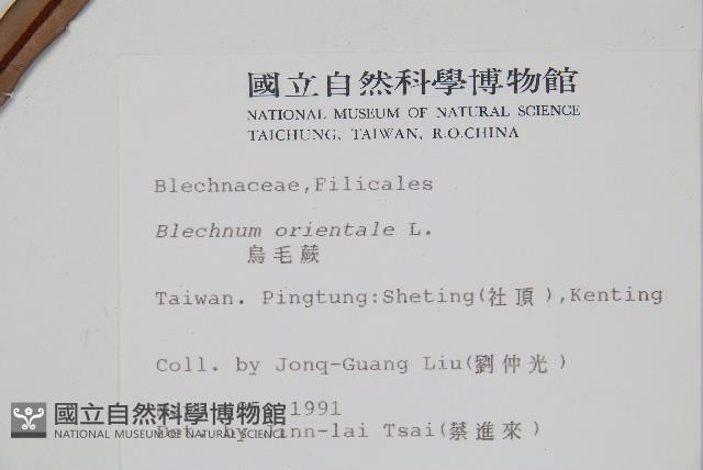 烏毛蕨藏品圖，第5張