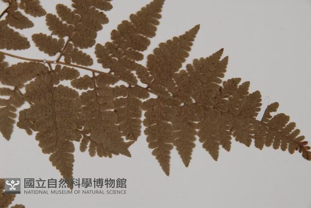 腫足蕨藏品圖，第3張