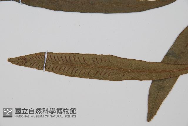 單葉雙蓋蕨藏品圖，第3張