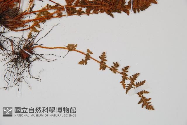 岩蕨藏品圖，第3張