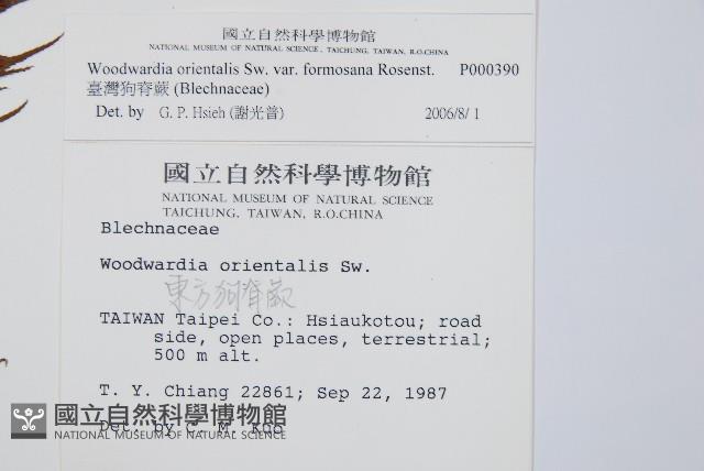 臺灣狗脊蕨藏品圖，第2張