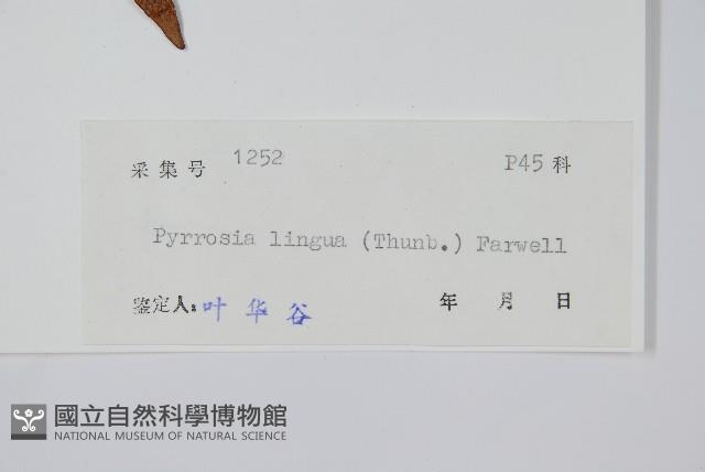 石葦藏品圖，第2張