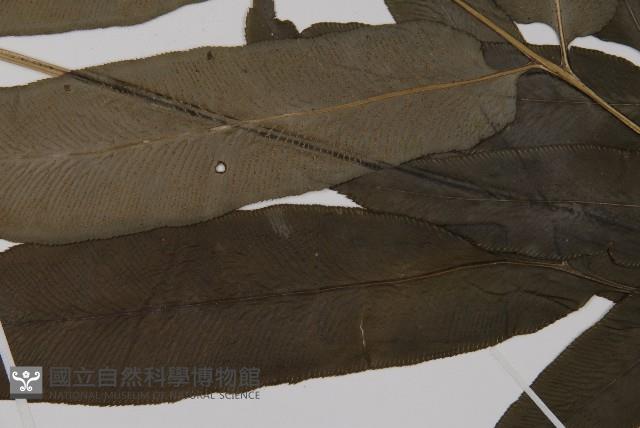 Accession Number:P003390 Collection Image, Figure 6, Total 8 Figures