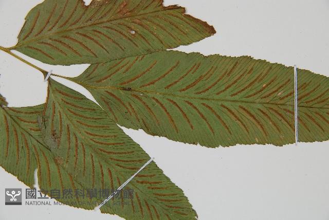 鎌羽雙蓋蕨藏品圖，第3張