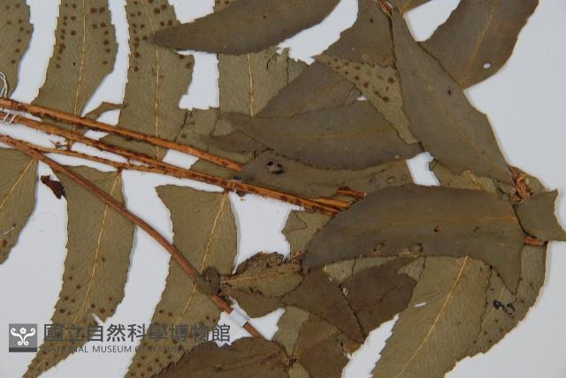 鐮羽貫眾藏品圖，第3張