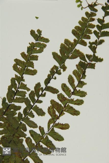 生芽鐵角蕨藏品圖，第3張