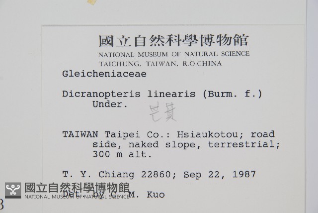 芒萁藏品圖，第2張