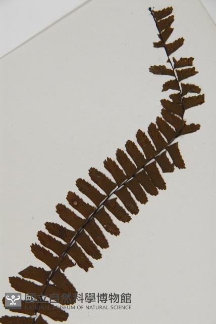 生芽鐵角蕨藏品圖，第3張