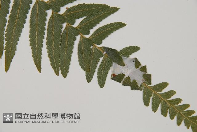 臺北鱗蓋蕨藏品圖，第3張