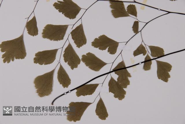 鐵線蕨藏品圖，第3張