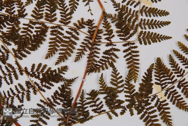 毛冷蕨藏品圖，第3張