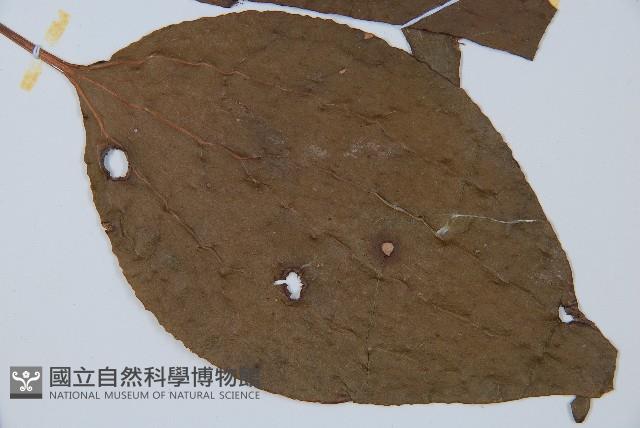 燕尾蕨藏品圖，第6張