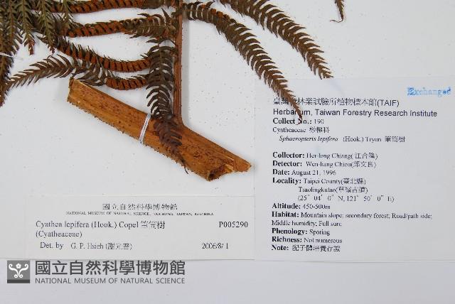 筆筒樹藏品圖，第2張