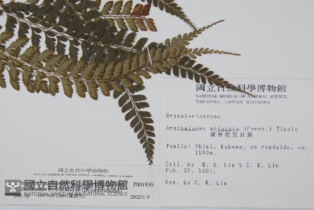 斜方複葉耳蕨藏品圖，第2張