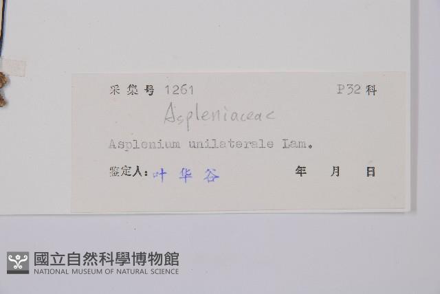 單邊鐵角蕨藏品圖，第3張