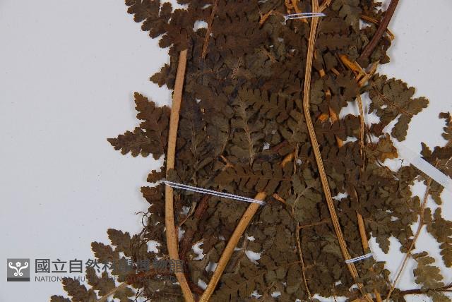 姬蕨藏品圖，第3張