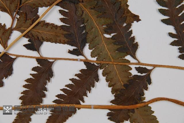 邊緣鱗蓋蕨藏品圖，第3張