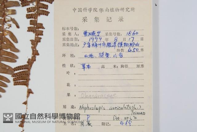腎蕨藏品圖，第2張