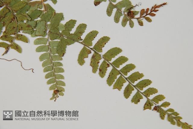 鞭葉蕨藏品圖，第3張
