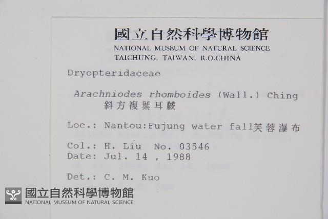 斜方複葉耳蕨藏品圖，第2張