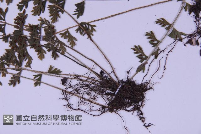 登錄號:P010030藏品圖，第3張