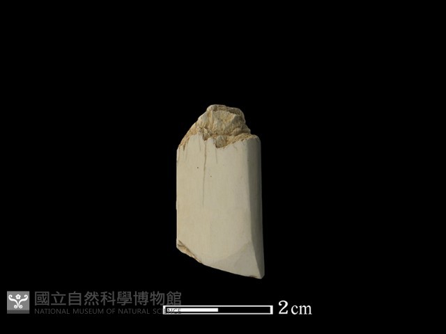 錛鑿形器藏品圖，第3張