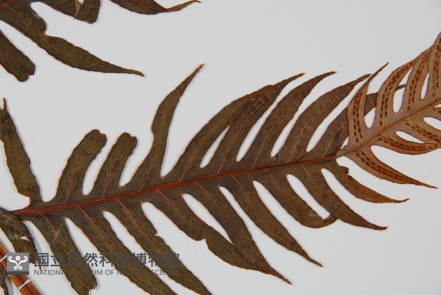 生芽狗脊蕨、頂芽狗脊蕨藏品圖，第3張