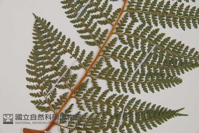 司氏碗蕨藏品圖，第3張