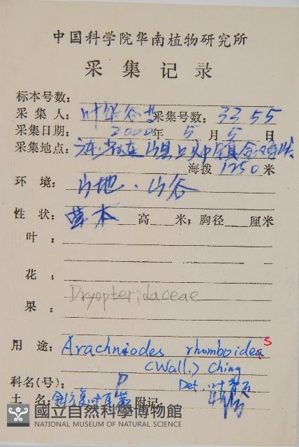 斜方複葉耳蕨藏品圖，第2張