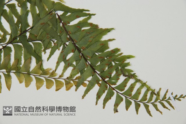 單邊鐵角蕨藏品圖，第3張