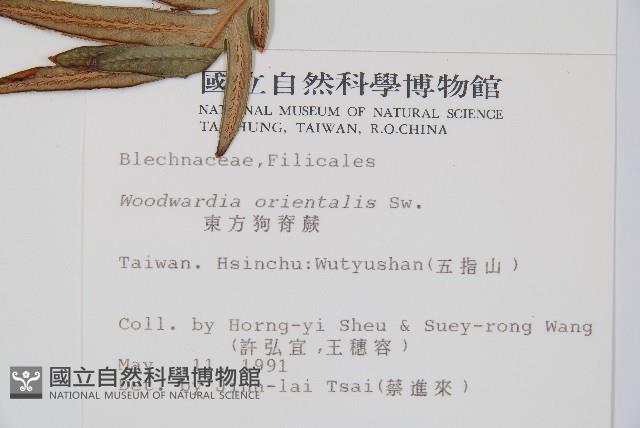 臺灣狗脊蕨藏品圖，第2張